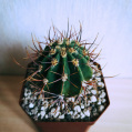 © Killzero Hitori | Cactaceae