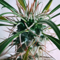 © Killzero Hitori | Cactaceae