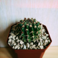 © Killzero Hitori | Cactaceae