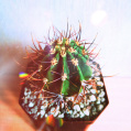 © Killzero Hitori | Cactaceae