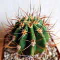 © Killzero Hitori | Cactaceae