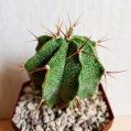 © Killzero Hitori | Cactaceae