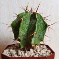 © Killzero Hitori | Cactaceae