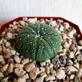 © Killzero Hitori | Cactaceae