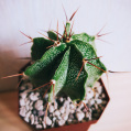 © Killzero Hitori | Cactaceae