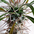 © Killzero Hitori | Cactaceae