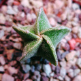 © Killzero Hitori | Cactaceae