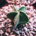 © Killzero Hitori | Cactaceae