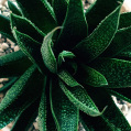 © Killzero Hitori | Cactaceae