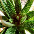© Killzero Hitori | Cactaceae
