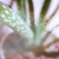 © Killzero Hitori | Cactaceae