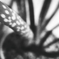 © Killzero Hitori | Cactaceae
