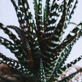 © Killzero Hitori | Cactaceae