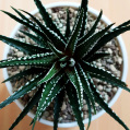 © Killzero Hitori | Cactaceae