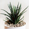 © Killzero Hitori | Cactaceae