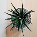 © Killzero Hitori | Cactaceae