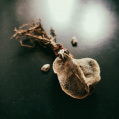 © Killzero Hitori | Cactaceae