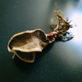 © Killzero Hitori | Cactaceae