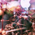 © Killzero Hitori | Cactaceae