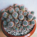 © Killzero Hitori | Cactaceae