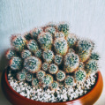 © Killzero Hitori | Cactaceae
