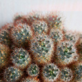 © Killzero Hitori | Cactaceae