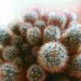 © Killzero Hitori | Cactaceae