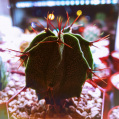 © Killzero Hitori | Cactaceae
