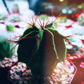 © Killzero Hitori | Cactaceae