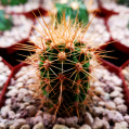 © Killzero Hitori | Cactaceae