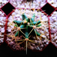 © Killzero Hitori | Cactaceae