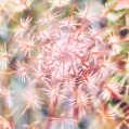 © Killzero Hitori | Cactaceae