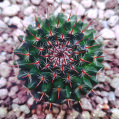 © Killzero Hitori | Cactaceae