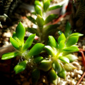 © Killzero Hitori | Cactaceae