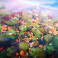 © Killzero Hitori | Cactaceae