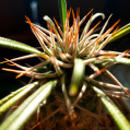 © Killzero Hitori | Cactaceae