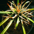 © Killzero Hitori | Cactaceae
