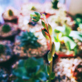 © Killzero Hitori | Cactaceae