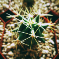 © Killzero Hitori | Cactaceae