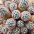 © Killzero Hitori | Cactaceae