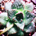 © Killzero Hitori | Cactaceae