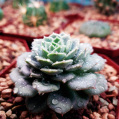 © Killzero Hitori | Cactaceae