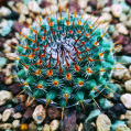© Killzero Hitori | Cactaceae