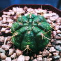 © Killzero Hitori | Cactaceae
