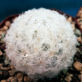 © Killzero Hitori | Cactaceae