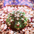 © Killzero Hitori | Cactaceae