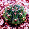 © Killzero Hitori | Cactaceae