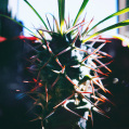 © Killzero Hitori | Cactaceae