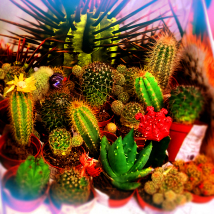 Cactaceae | Кактусы