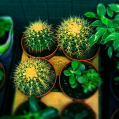 © Killzero Hitori | Cactaceae